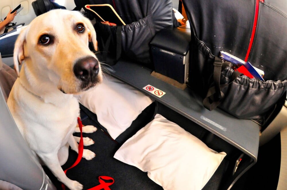【現地レポート】アメリカでは当たり前。犬用トイレが空港に普及する理由
