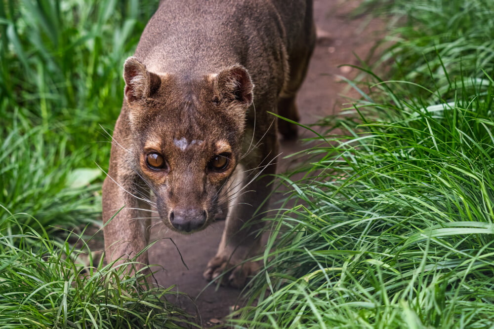 6度目の生物大量絶滅！日本ではもう見ることができない「フォッサ」とは